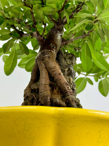 Pyracanthra on Rock flowering bonsai tree 33cm.