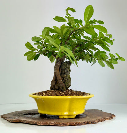 Pyracanthra on Rock flowering bonsai tree 33cm.