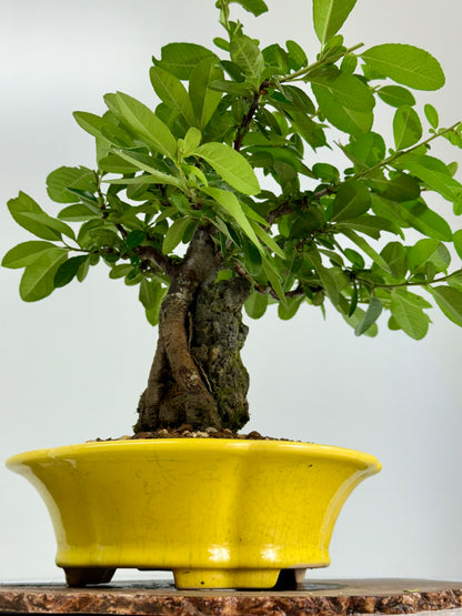Pyracanthra on Rock flowering bonsai tree 33cm.