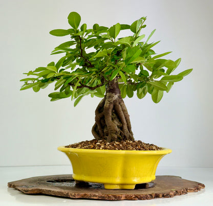 Pyracanthra on Rock flowering bonsai tree 33cm.