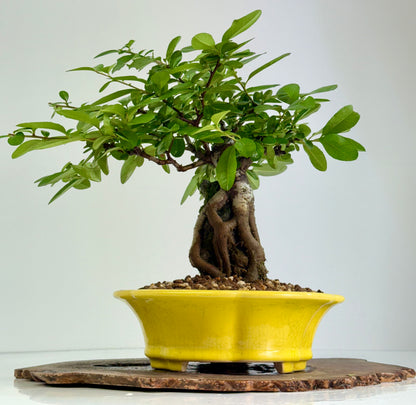 Pyracanthra on Rock flowering bonsai tree 33cm.