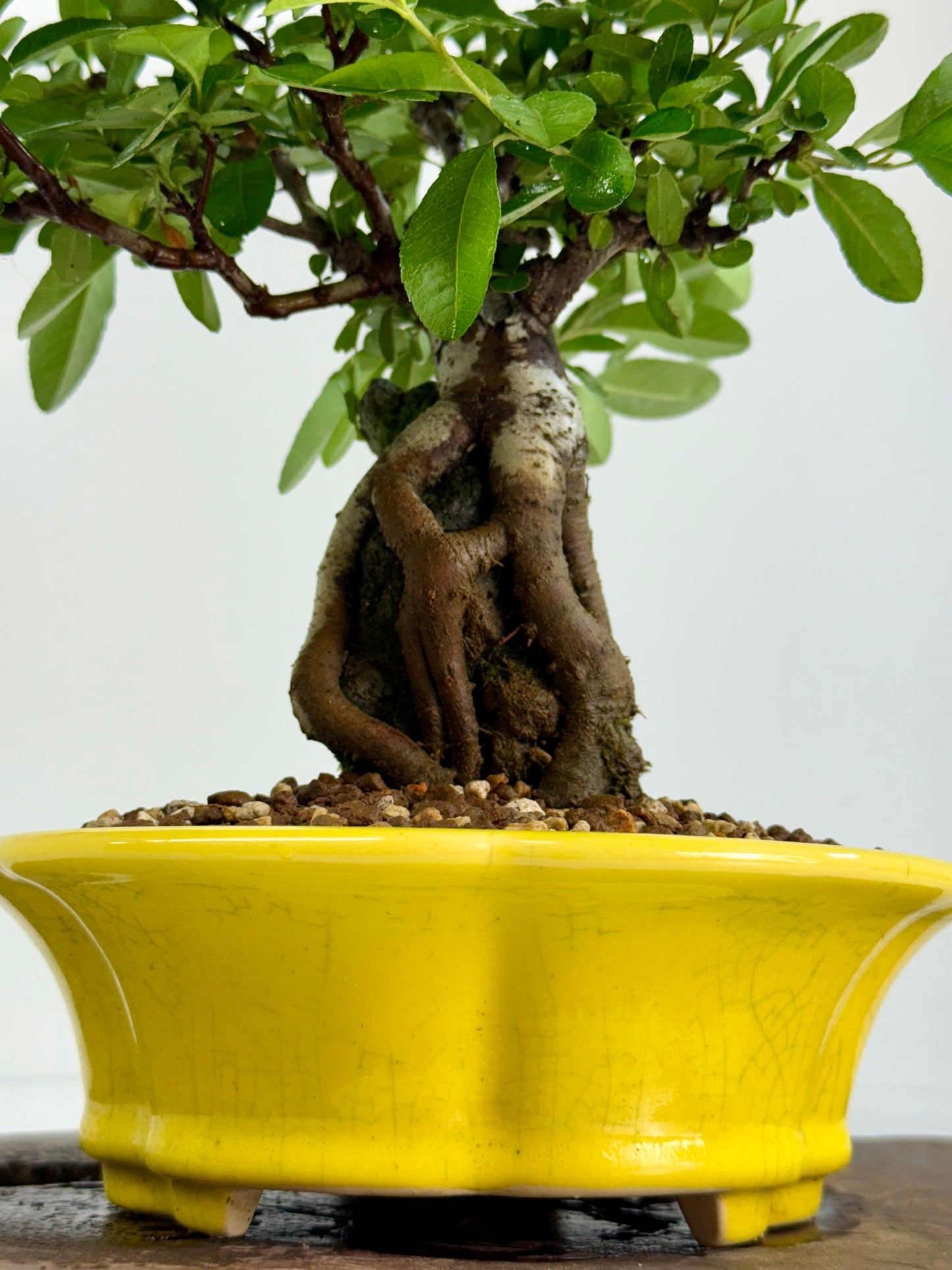 Pyracanthra on Rock flowering bonsai tree 33cm.