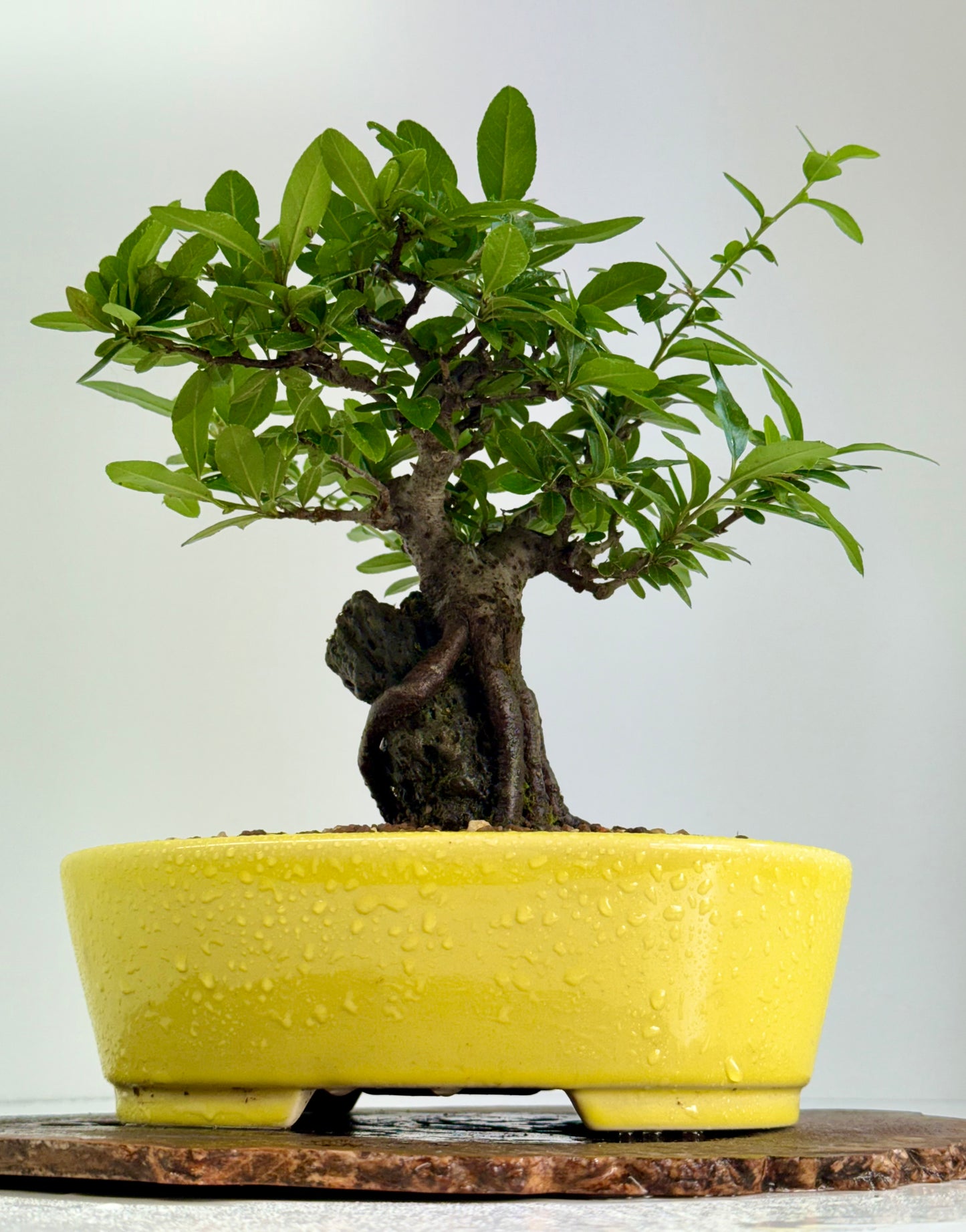 Pyracanthra on Rock flowering bonsai tree 29cm.