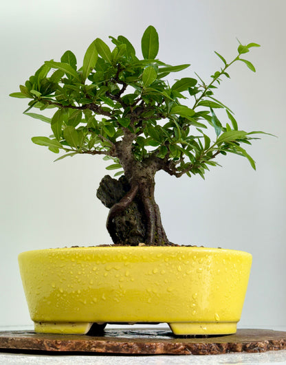 Pyracanthra on Rock flowering bonsai tree 29cm.