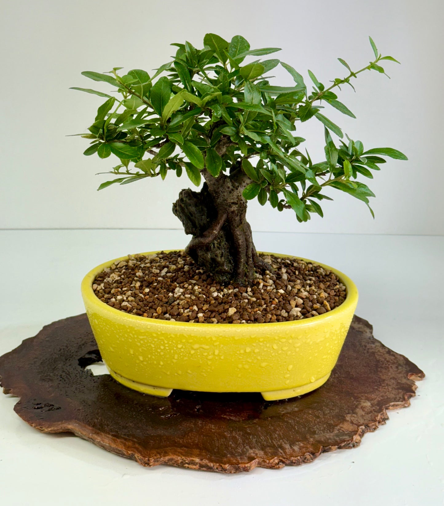Pyracanthra on Rock flowering bonsai tree 29cm.