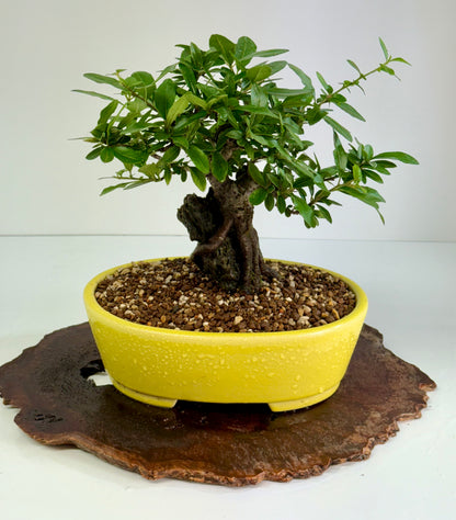 Pyracanthra on Rock flowering bonsai tree 29cm.