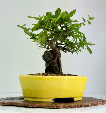 Pyracanthra on Rock flowering bonsai tree 29cm.