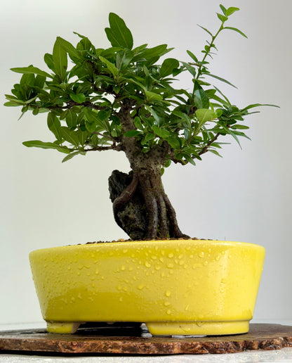 Pyracanthra on Rock flowering bonsai tree 29cm.