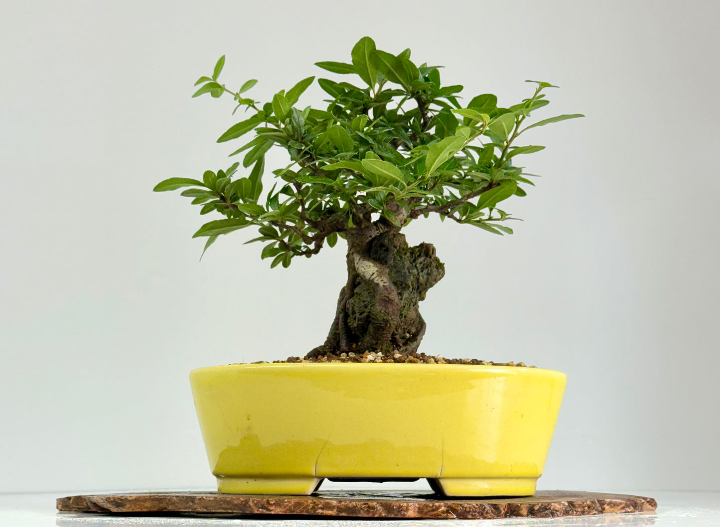 Pyracanthra on Rock flowering bonsai tree 29cm.