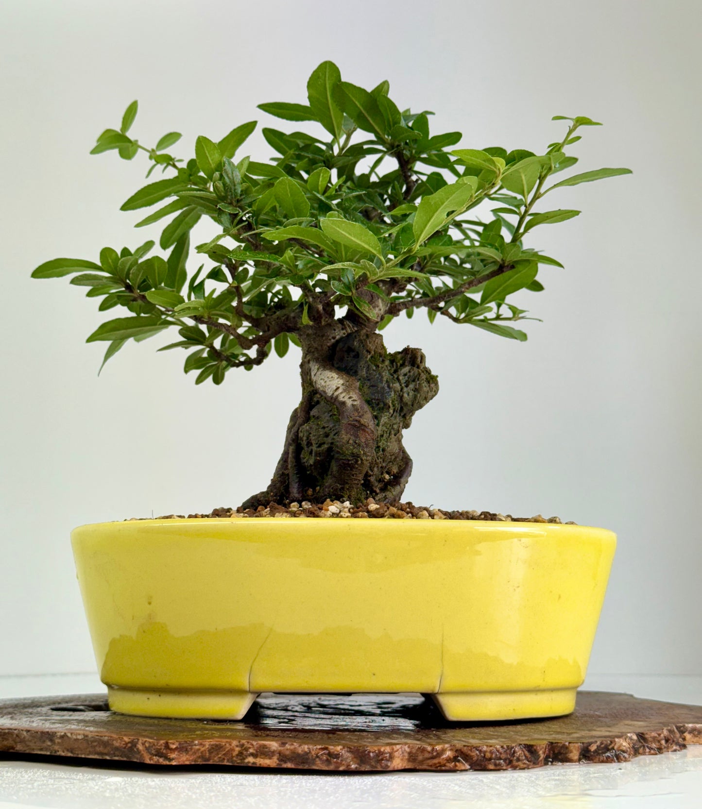 Pyracanthra on Rock flowering bonsai tree 29cm.