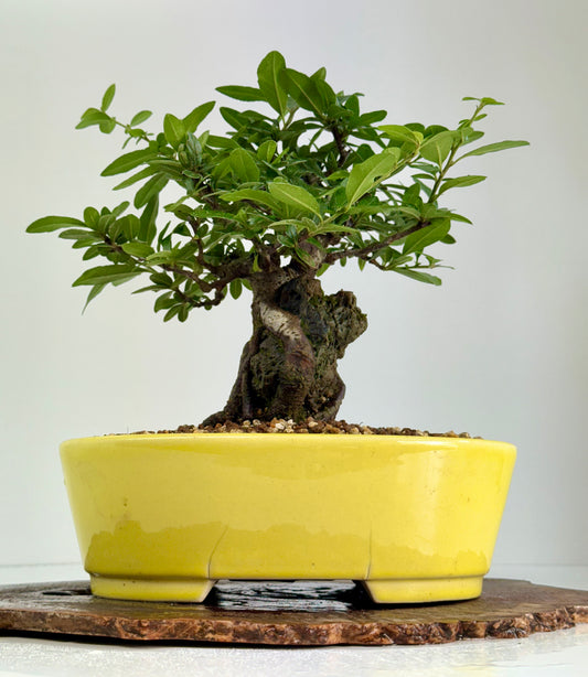 Pyracanthra on Rock flowering bonsai tree 29cm.