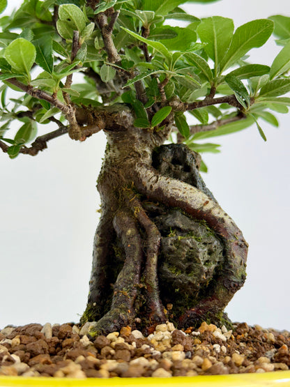 Pyracanthra on Rock flowering bonsai tree 29cm.