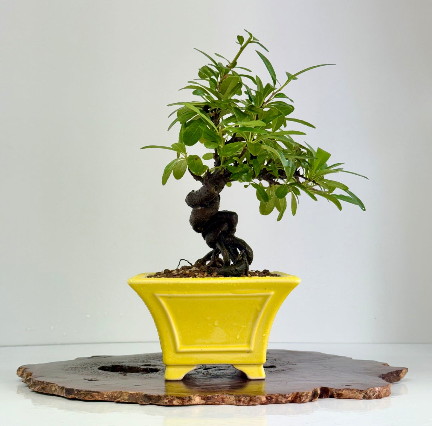 Pyracantha Bonsai Tree – Firethorn Bonsai in Chinese Yixing Pot 30cm