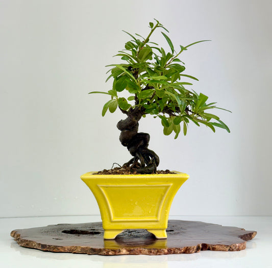 Pyracantha Bonsai Tree – Firethorn Bonsai in Chinese Yixing Pot 30cm