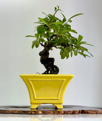 Pyracantha Bonsai Tree – Firethorn Bonsai in Chinese Yixing Pot 30cm