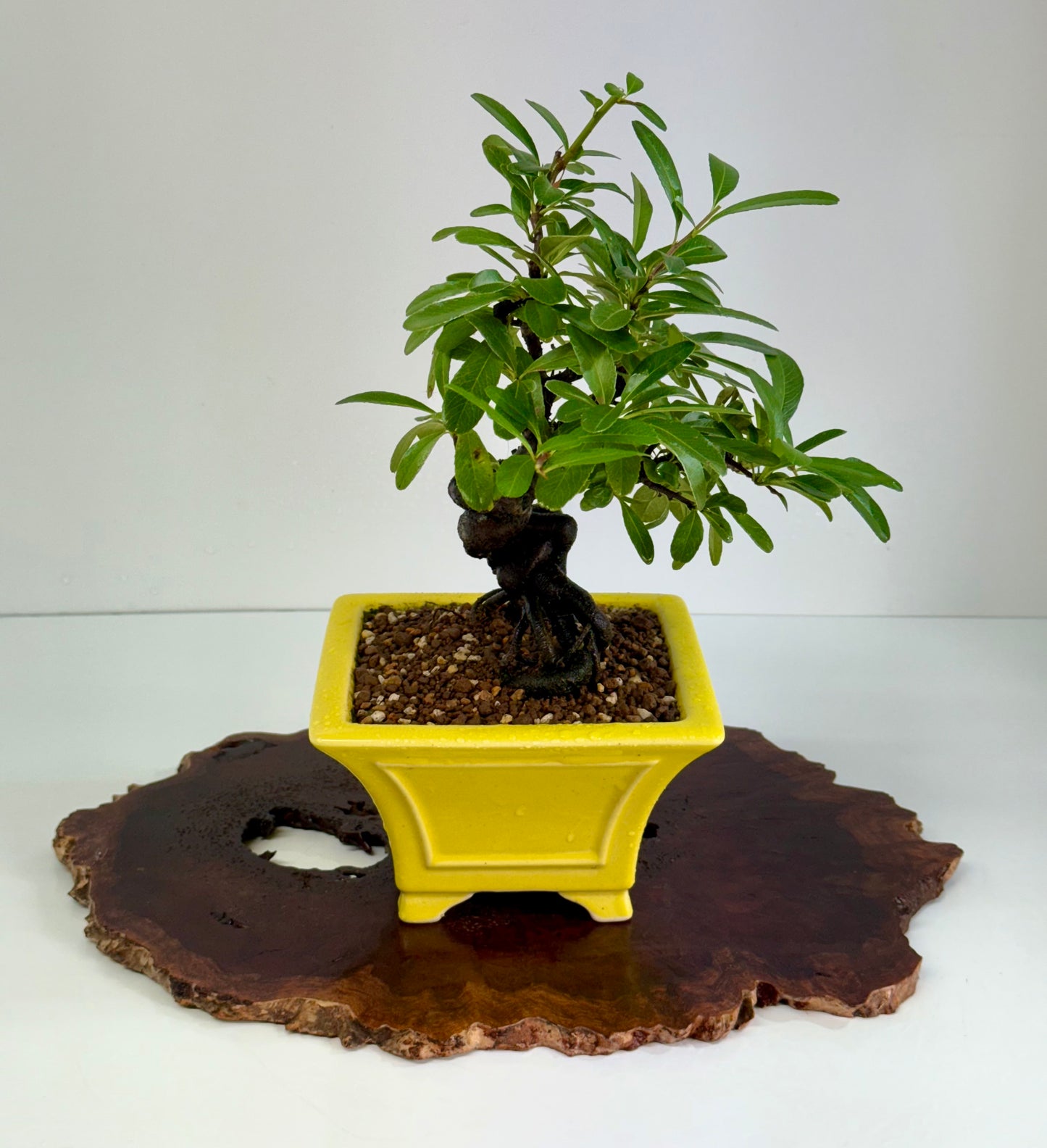Pyracantha Bonsai Tree – Firethorn Bonsai in Chinese Yixing Pot 30cm