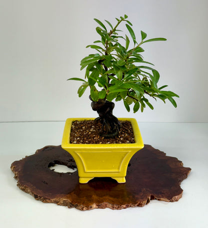 Pyracantha Bonsai Tree – Firethorn Bonsai in Chinese Yixing Pot 30cm