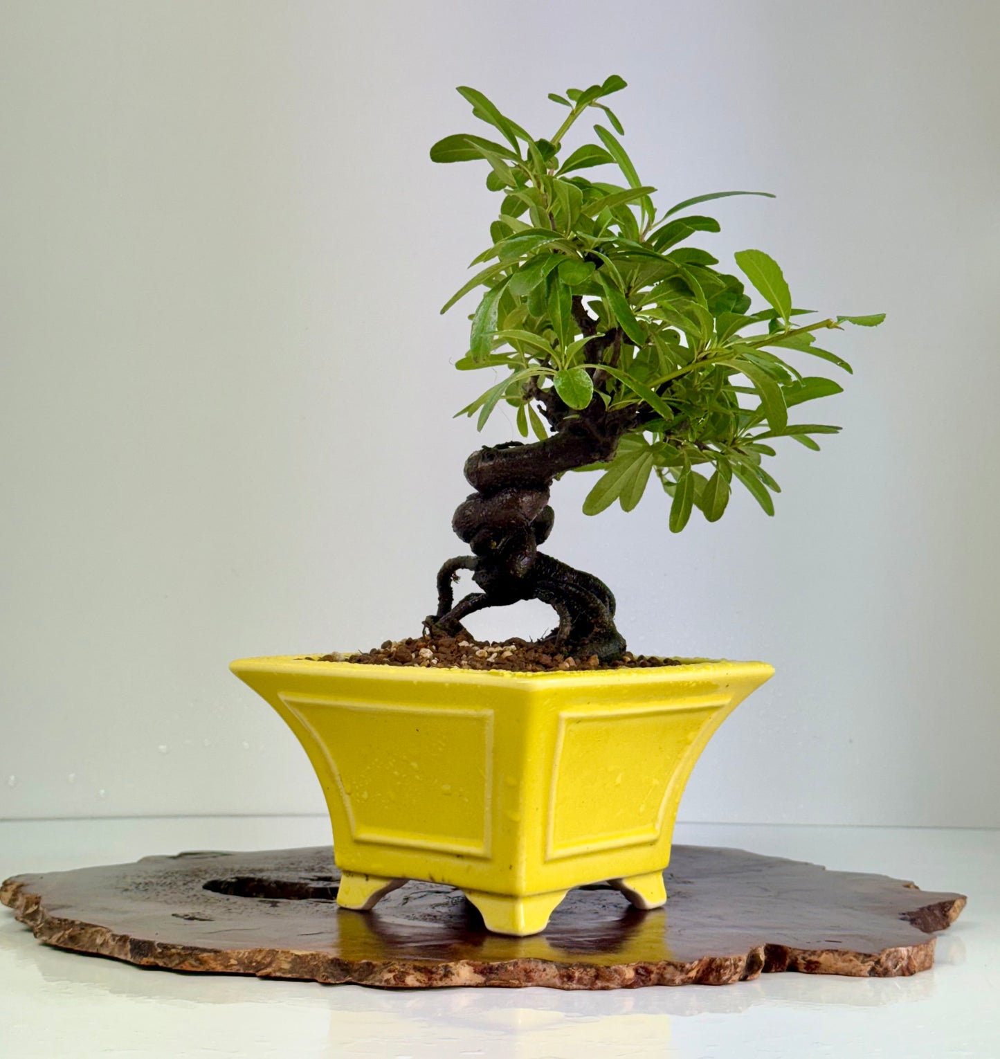 Pyracantha Bonsai Tree – Firethorn Bonsai in Chinese Yixing Pot 30cm