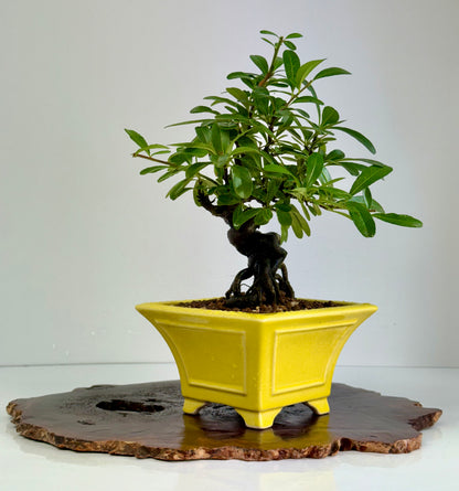 Pyracantha Bonsai Tree – Firethorn Bonsai in Chinese Yixing Pot 30cm
