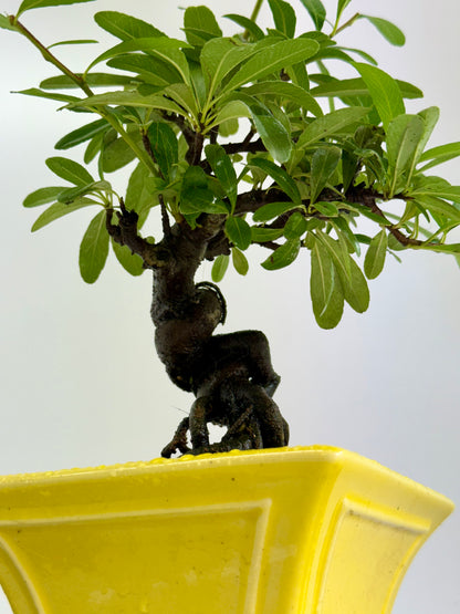 Pyracantha Bonsai Tree – Firethorn Bonsai in Chinese Yixing Pot 30cm