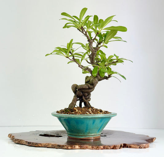Pyracantha Bonsai Tree – Firethorn Bonsai in Chinese Yixing Pot 30