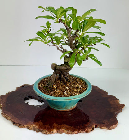 Pyracantha Bonsai Tree – Firethorn Bonsai in Chinese Yixing Pot 30