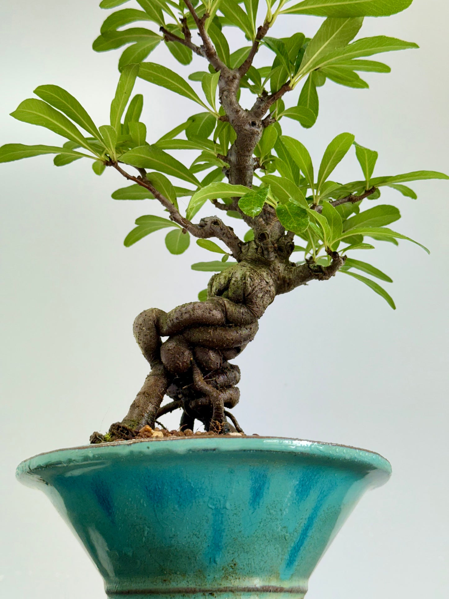 Pyracantha Bonsai Tree – Firethorn Bonsai in Chinese Yixing Pot 30