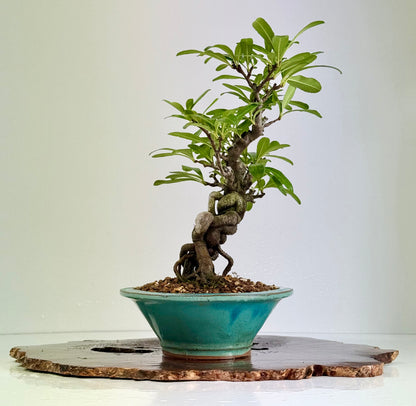Pyracantha Bonsai Tree – Firethorn Bonsai in Chinese Yixing Pot 30