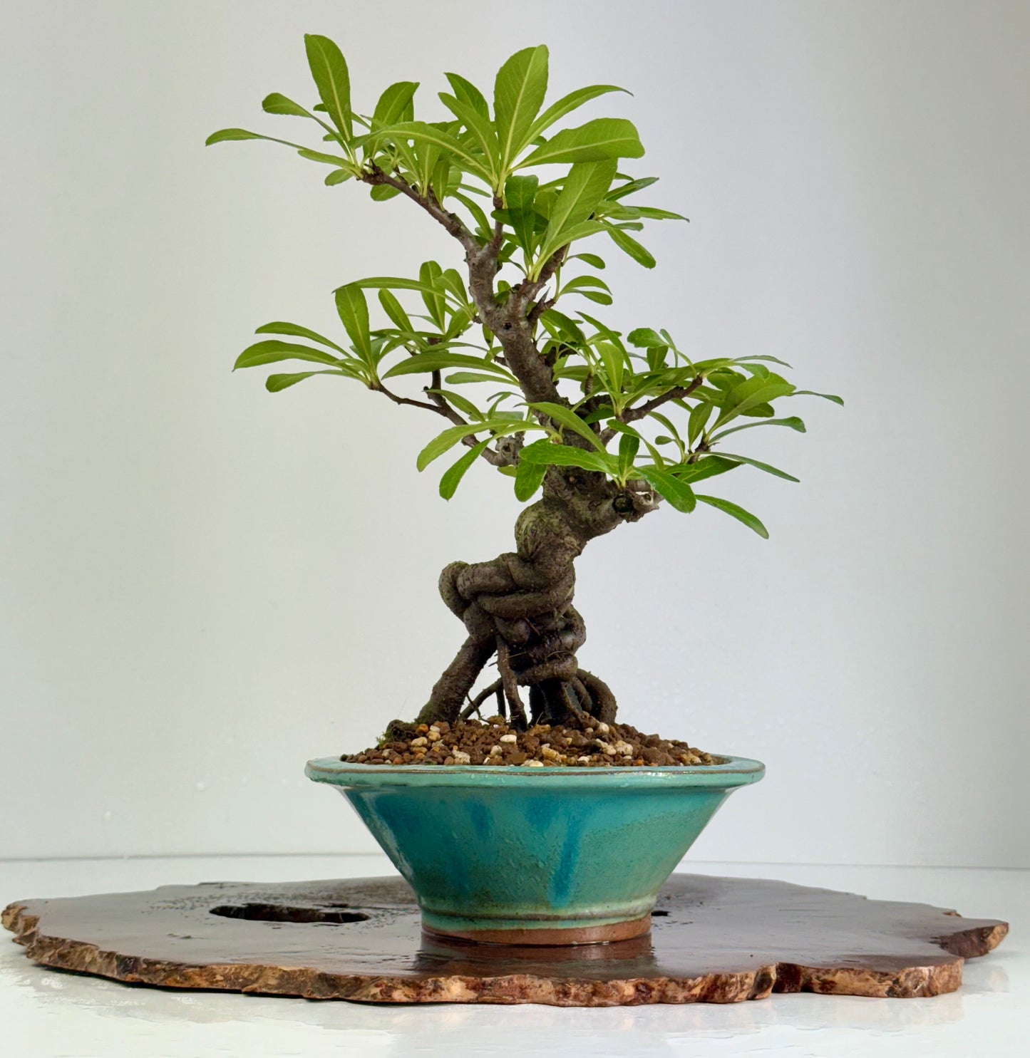 Pyracantha Bonsai Tree – Firethorn Bonsai in Chinese Yixing Pot 30