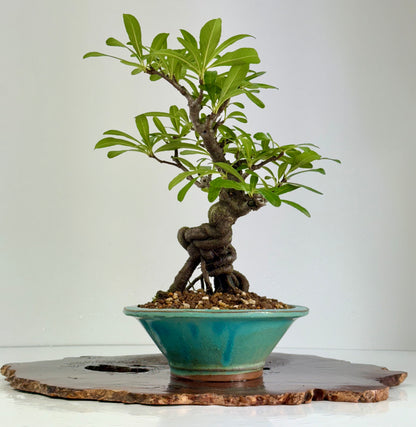 Pyracantha Bonsai Tree – Firethorn Bonsai in Chinese Yixing Pot 30