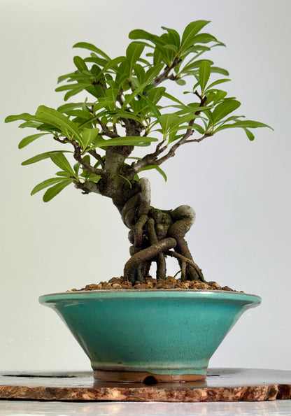 Pyracantha Bonsai Tree – Firethorn Bonsai in Chinese Yixing Pot 30