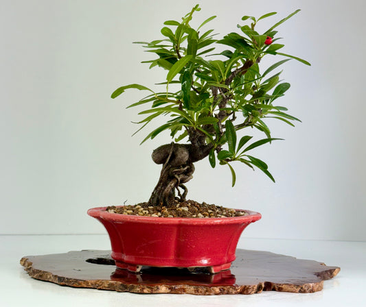 Pyracantha Bonsai Tree – Firethorn Bonsai in Chinese Yixing Pot 30 (Copy)
