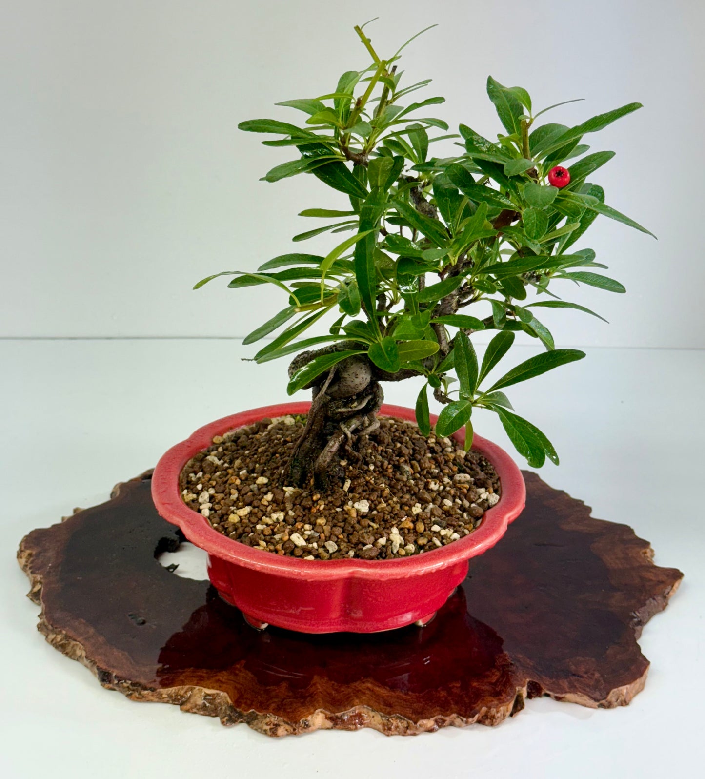 Pyracantha Bonsai Tree – Firethorn Bonsai in Chinese Yixing Pot 30 (Copy)