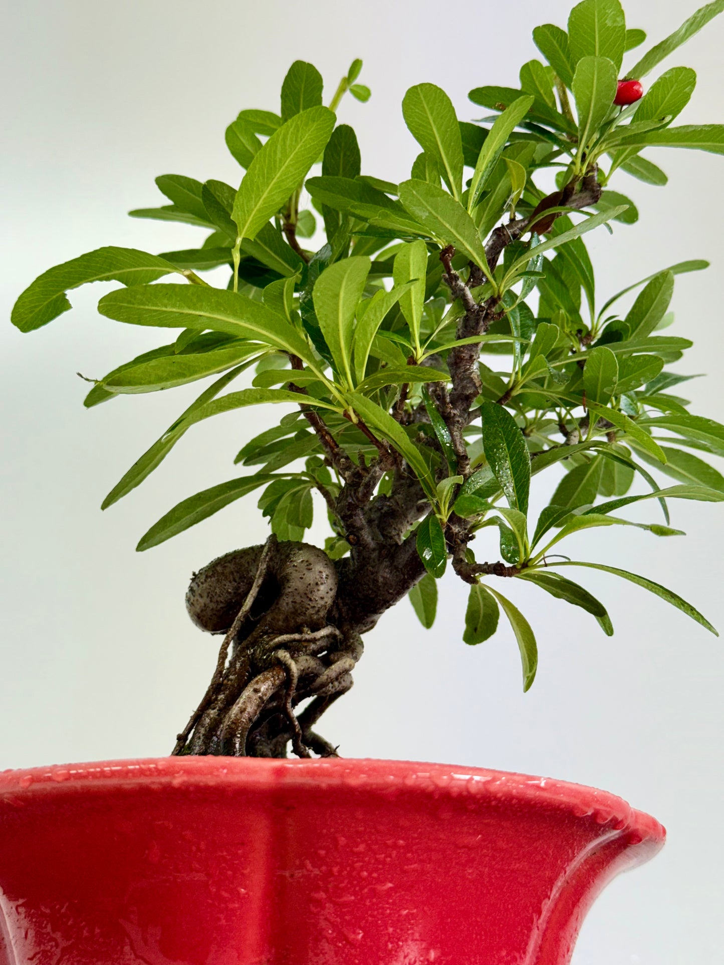 Pyracantha Bonsai Tree – Firethorn Bonsai in Chinese Yixing Pot 30 (Copy)