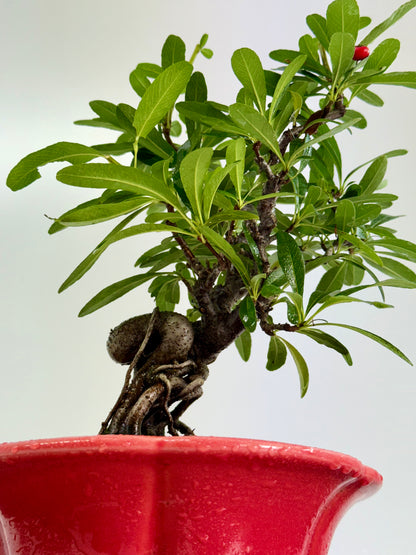 Pyracantha Bonsai Tree – Firethorn Bonsai in Chinese Yixing Pot 30 (Copy)