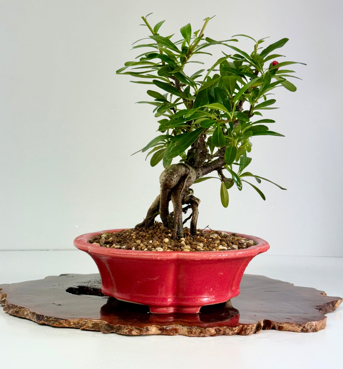 Pyracantha Bonsai Tree – Firethorn Bonsai in Chinese Yixing Pot 30 (Copy)