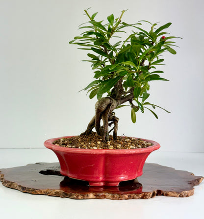 Pyracantha Bonsai Tree – Firethorn Bonsai in Chinese Yixing Pot 30 (Copy)