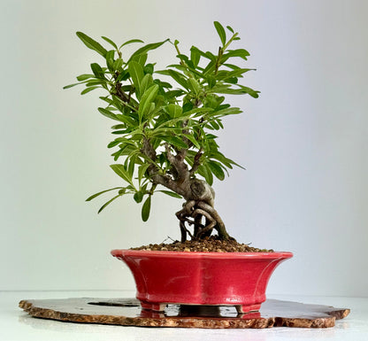 Pyracantha Bonsai Tree – Firethorn Bonsai in Chinese Yixing Pot 30 (Copy)