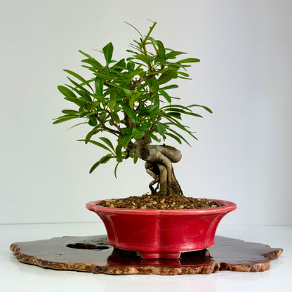 Pyracantha Bonsai Tree – Firethorn Bonsai in Chinese Yixing Pot 30 (Copy)