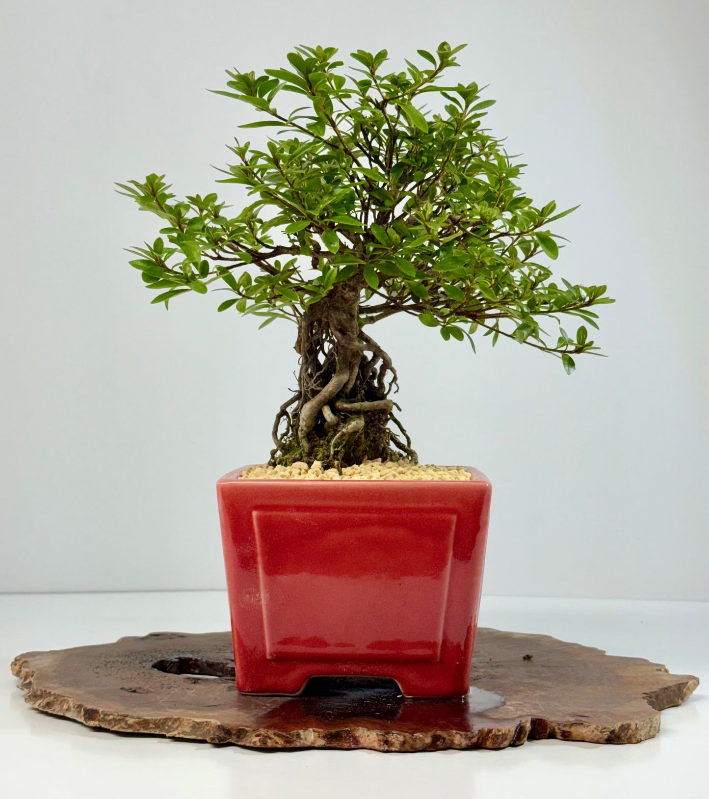 Exposed Root flowering Satsuki Azalea bonsai tree 33cm