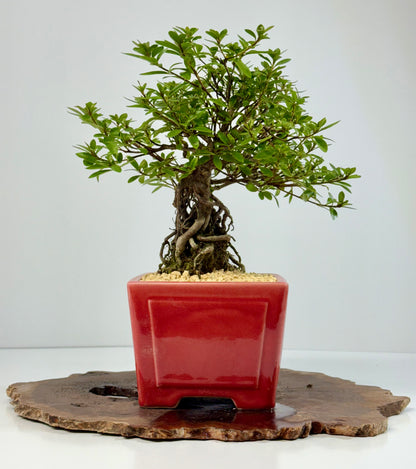 Exposed Root flowering Satsuki Azalea bonsai tree 33cm