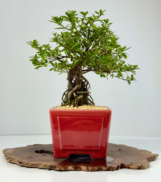 Exposed Root flowering Satsuki Azalea bonsai tree 33cm