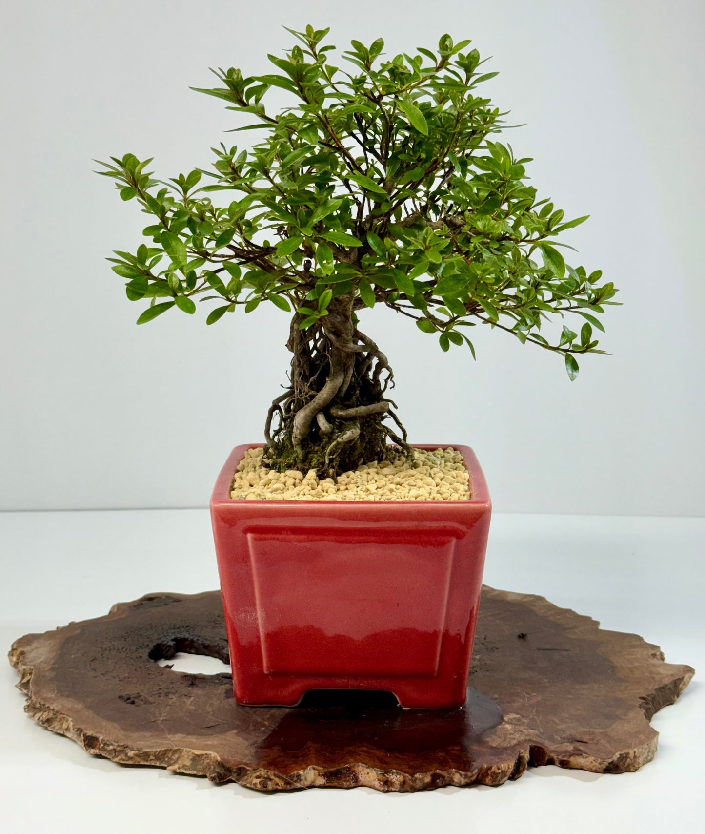 Exposed Root flowering Satsuki Azalea bonsai tree 33cm