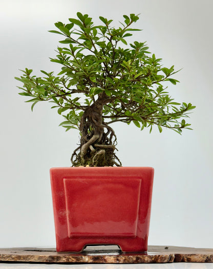 Exposed Root flowering Satsuki Azalea bonsai tree 33cm