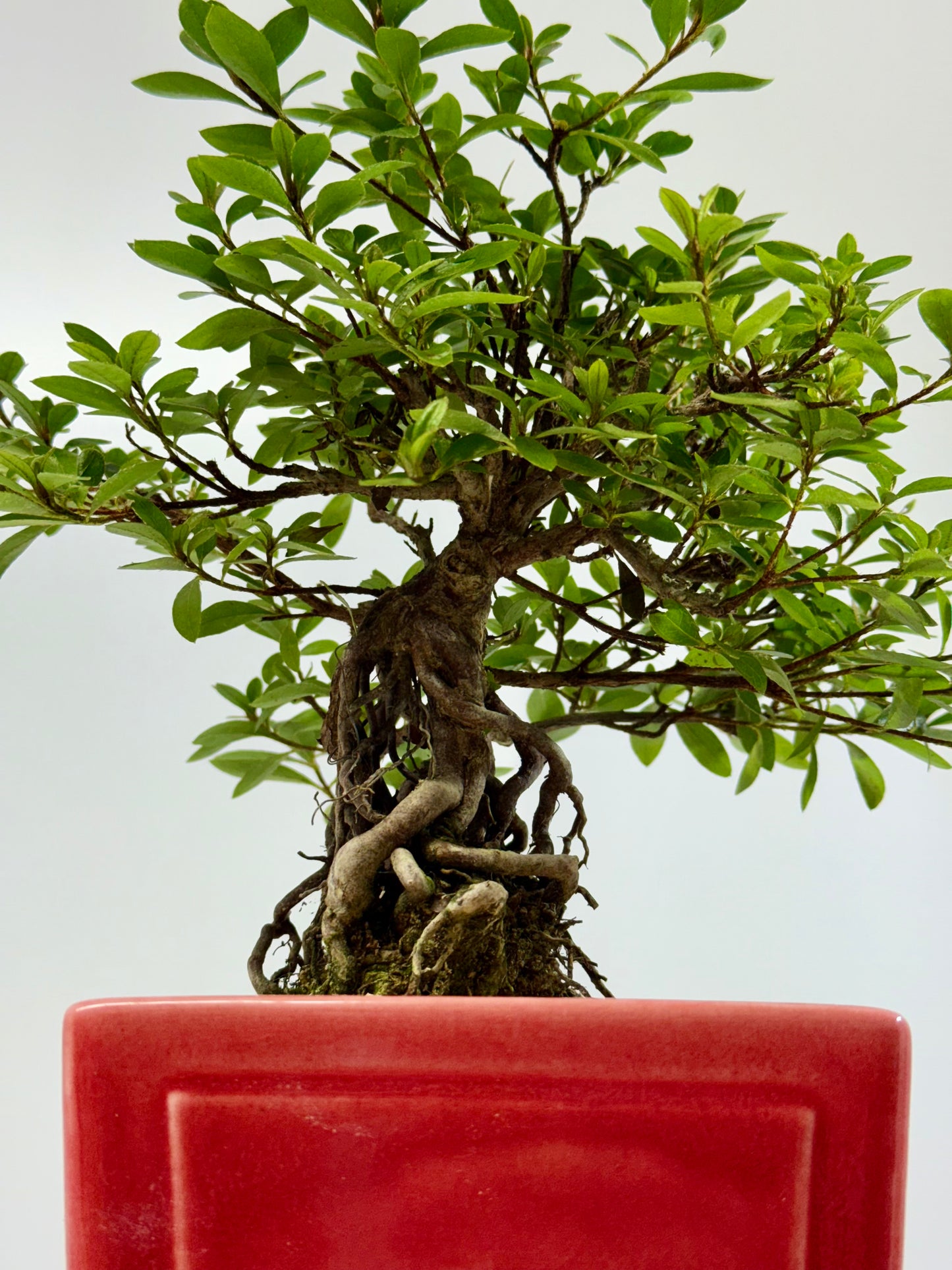 Exposed Root flowering Satsuki Azalea bonsai tree 33cm