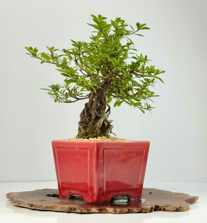 Exposed Root flowering Satsuki Azalea bonsai tree 33cm
