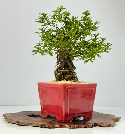 Exposed Root flowering Satsuki Azalea bonsai tree 33cm