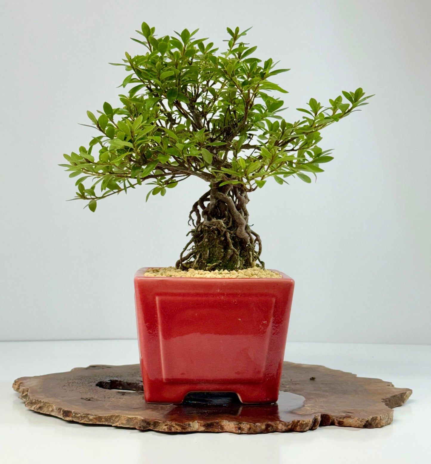 Exposed Root flowering Satsuki Azalea bonsai tree 33cm