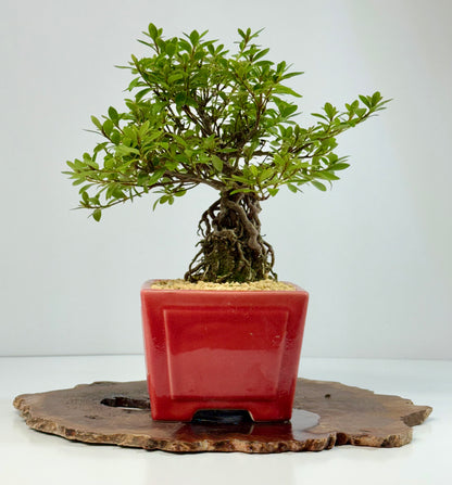 Exposed Root flowering Satsuki Azalea bonsai tree 33cm