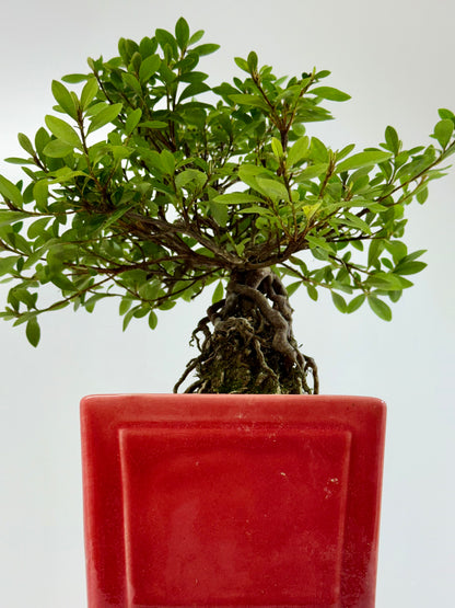 Exposed Root flowering Satsuki Azalea bonsai tree 33cm